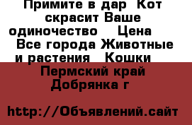 Примите в дар. Кот скрасит Ваше одиночество. › Цена ­ 0 - Все города Животные и растения » Кошки   . Пермский край,Добрянка г.